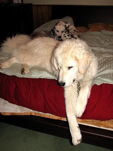 Kuvasz