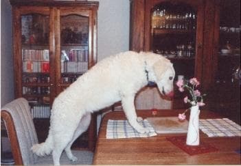Kuvasz