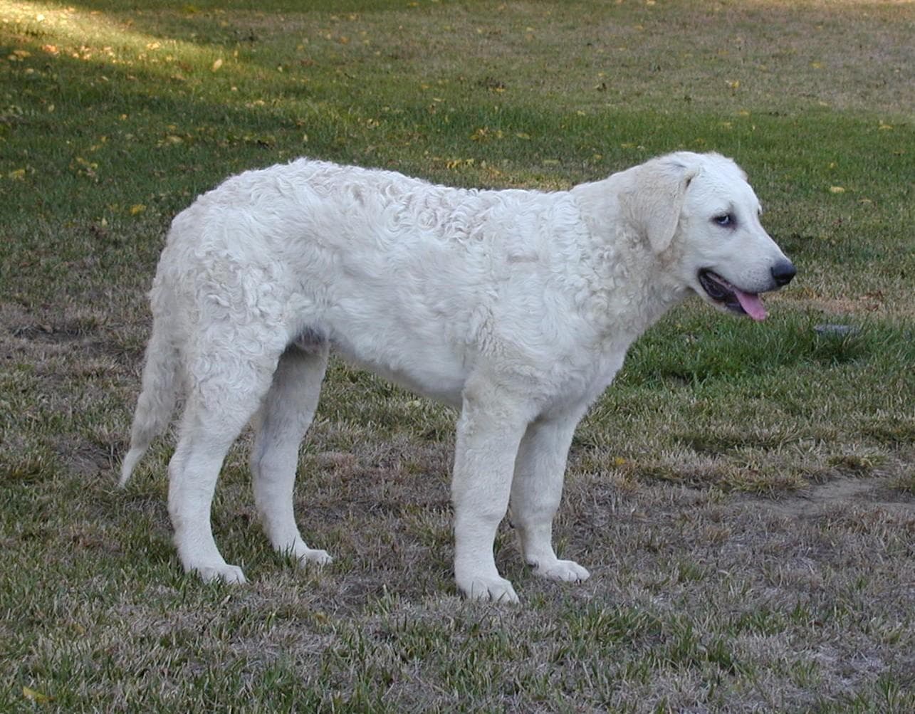 Kuvasz