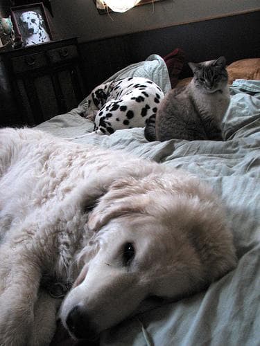 Kuvasz