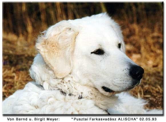 Kuvasz