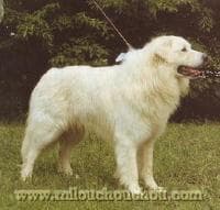 Kuvasz