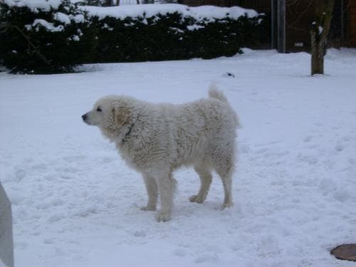 Kuvasz