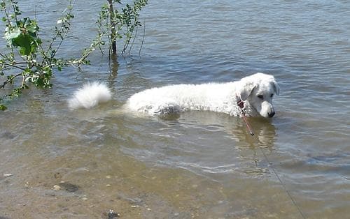 Kuvasz