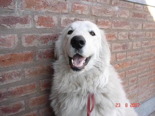 Kuvasz