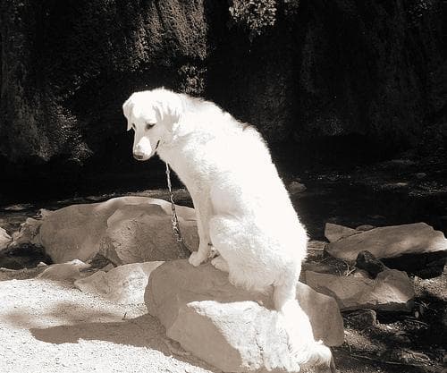 Kuvasz