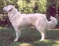 Kuvasz