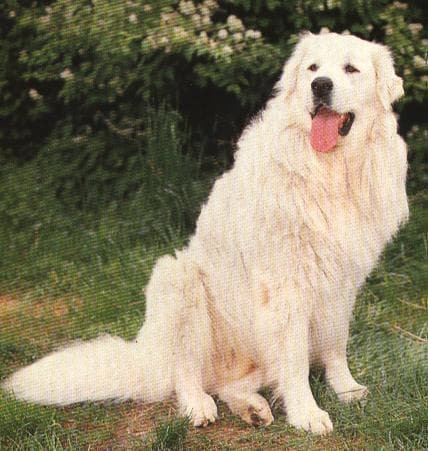 Kuvasz