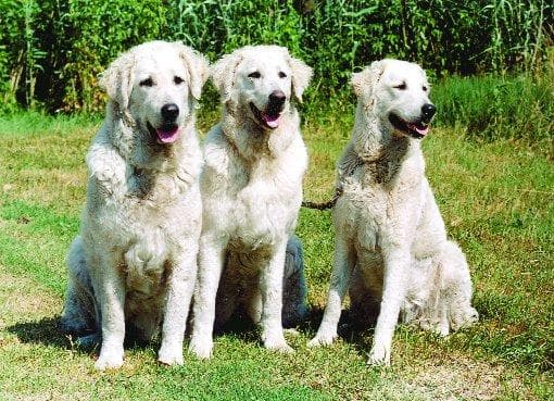 Kuvasz