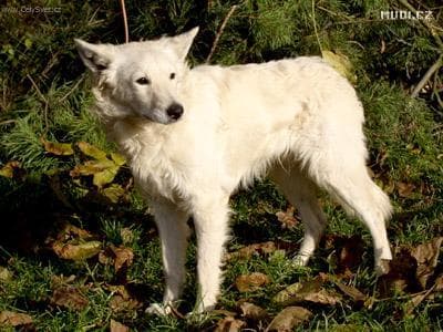 Kuvasz