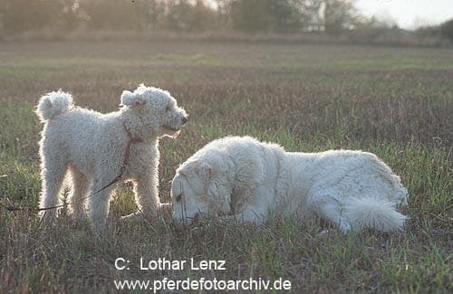 Kuvasz