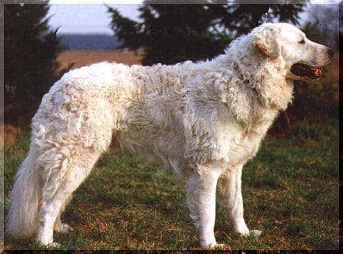 Kuvasz