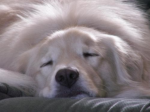 Kuvasz