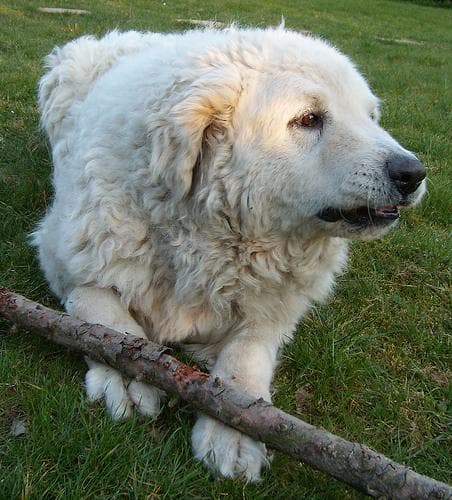 Kuvasz