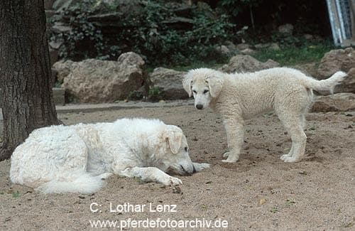 Kuvasz
