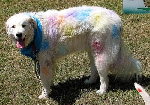Kuvasz