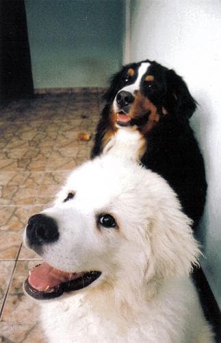 Kuvasz