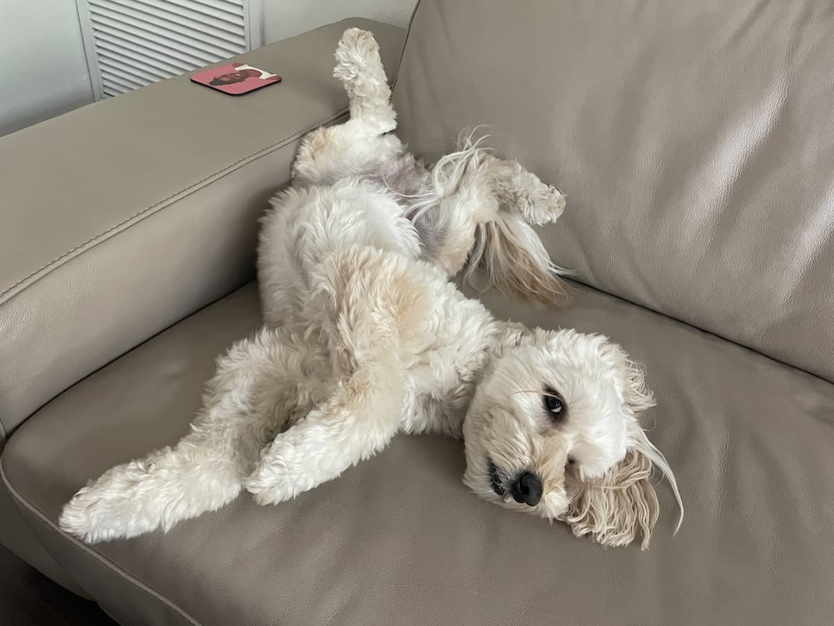 Labradoodle
