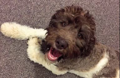 Labradoodle