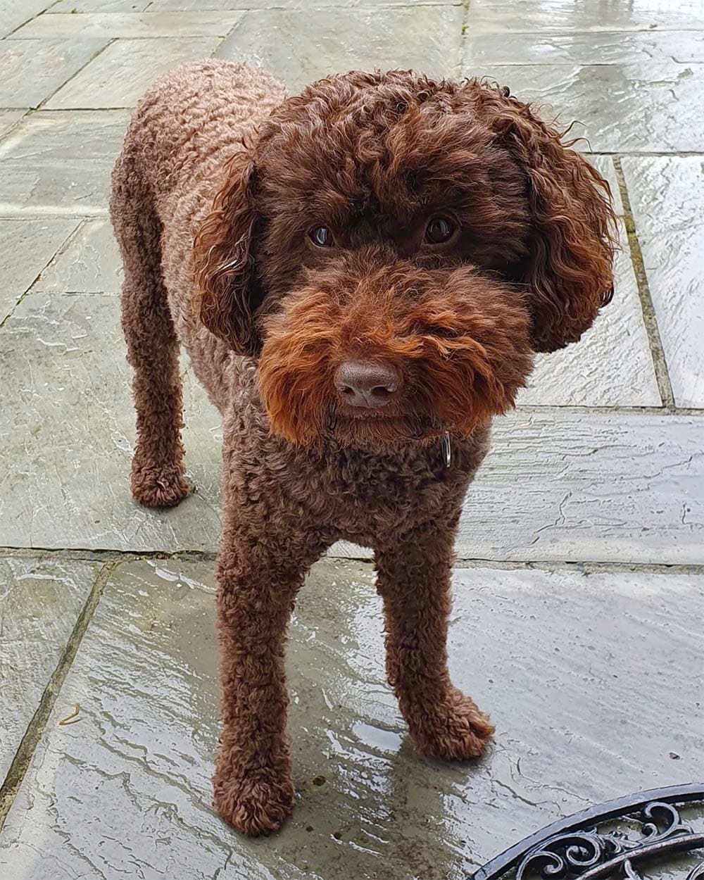 Labradoodle