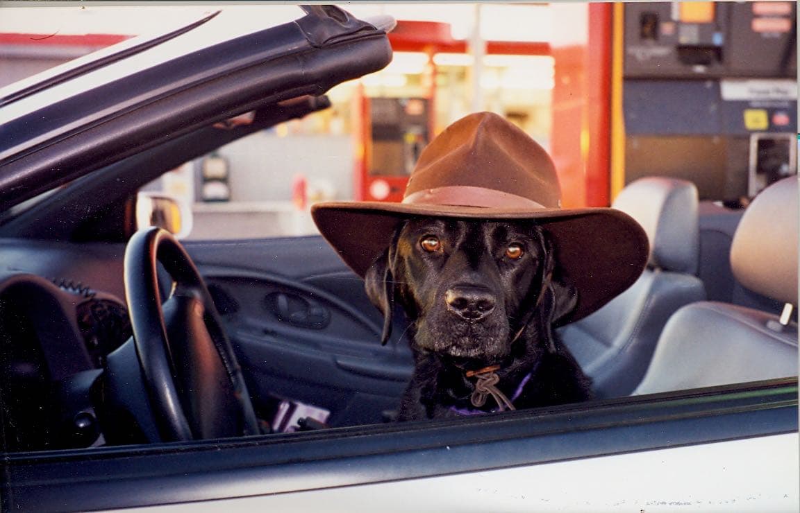 Labrador