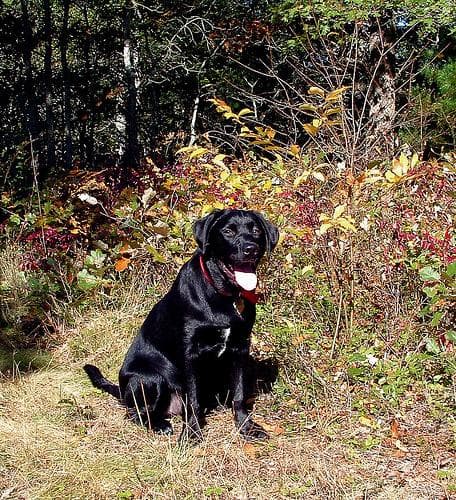Labrador