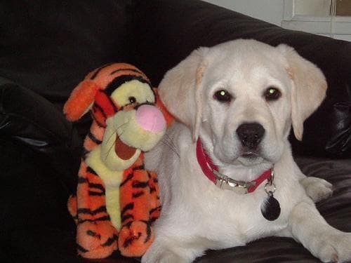 Labrador
