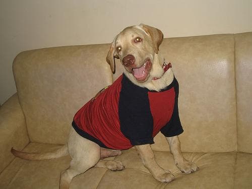 Labrador
