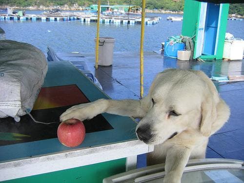 Labrador