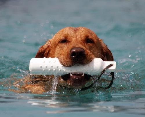 Labrador