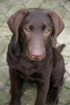 Labrador
