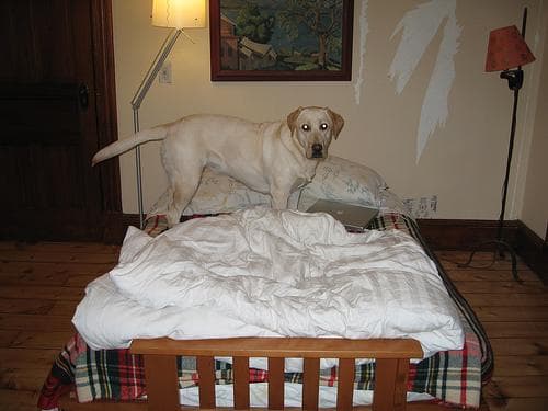 Labrador