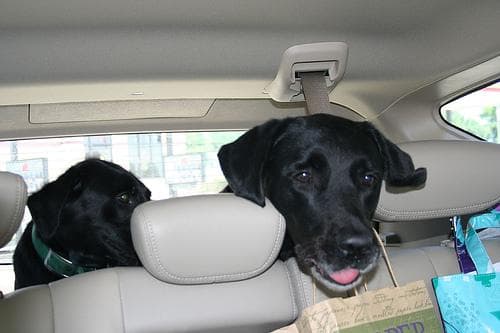 Labrador