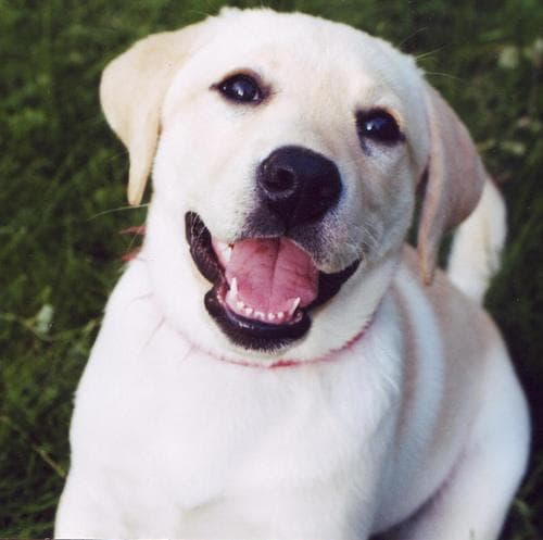 Labrador