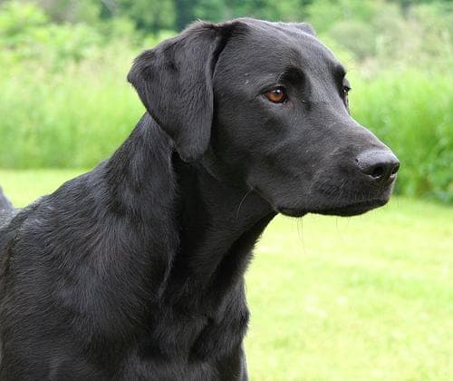 Labrador