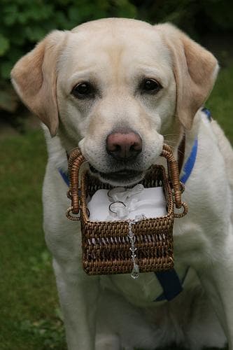 Labrador