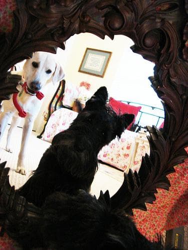Labrador