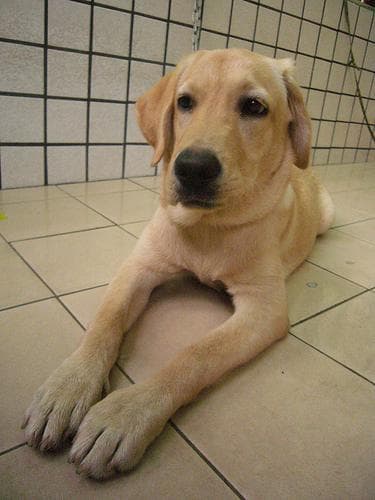 Labrador