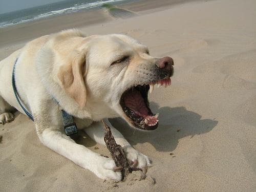 Labrador