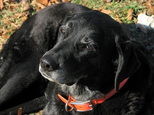 Labrador