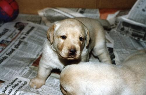 Labrador