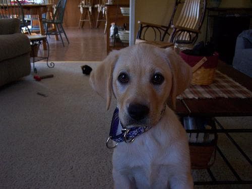Labrador