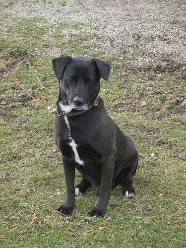 Labrador