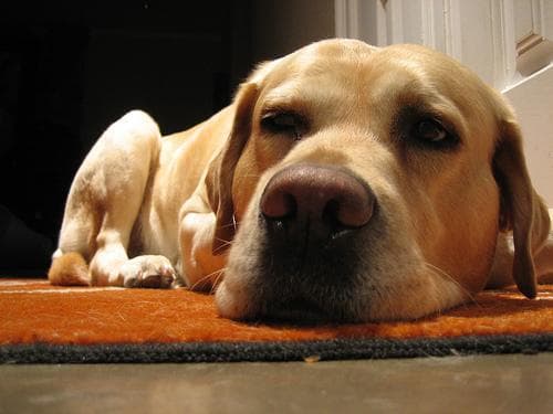 Labrador
