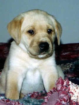 Labrador