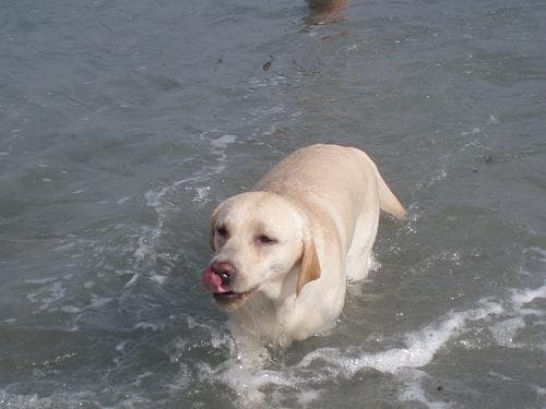 Labrador