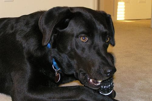 Labrador