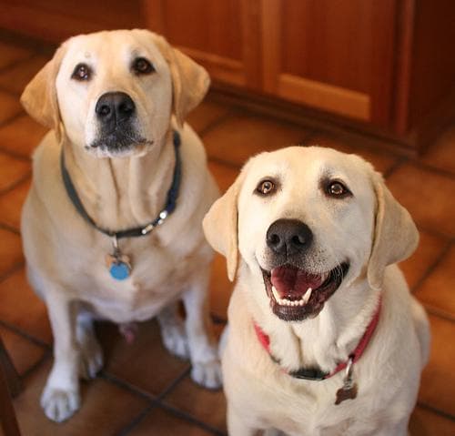 Labrador
