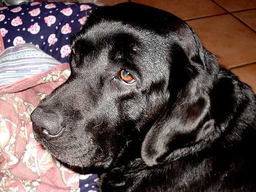 Labrador
