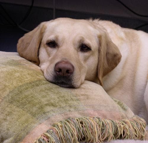 Labrador